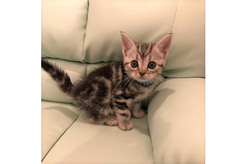 成約済の大阪府のアメリカンショートヘア-5543の2枚目